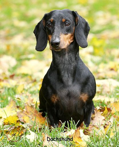 Dachshund 9Y426D-158.JPG